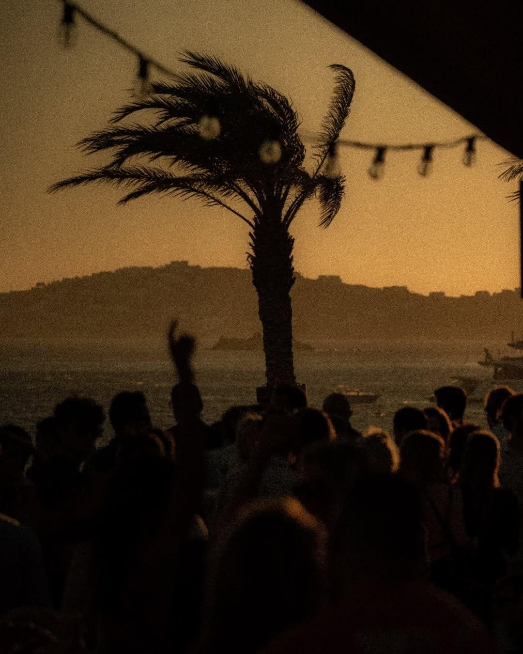 Palm silhouette at golden hour over the Mediterranean